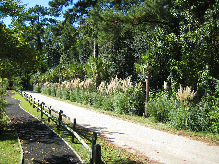 A paved nature trail curves gently to the left alongside a gravel path, separated by a wooden split-rail fence. Tall pampas grass with feathery plumes lines the right side of the trail, backed by a mix of palm trees, pine trees, and dense green forest. The scene is sunny with blue sky visible through the tree canopy.
